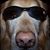 Sandi Gazza Kaskie's profile image