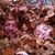 Sven Amirian's profile image