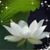 Nguyễn Hương's profile image