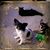 Marsha Chappel's profile image