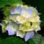 Amy Lanier Hance's profile image