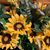 Cindy Charlton's profile image