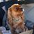 Donna Schenck Healy's profile image
