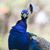 DaNeen Peacock's profile image