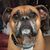 Ted TheBoxer's profile image