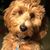 Frankie Doodle's profile image