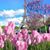 Laura Gomesini's profile image