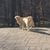 Merri Garrett Chapman's profile image