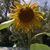 Kathleen Larney's profile image