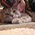 Jasmin K. Kozura's profile image
