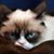 Susan Lis's profile image
