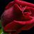 Zeinab Abdallah's profile image