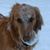 Carol Williams's profile image