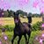 Connie Mathes Black's profile image