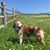 Anne Browning Bonazoli's profile image