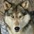 Mike Koolhof's profile image