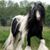 Linda Anne's profile image