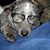 Shirley Spears's profile image