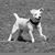 Hazel Juratovac's profile image