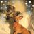 Carol Comp's profile image