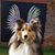 Indie Roo Sheltie's profile image