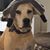 Diana S. Cutaia's profile image