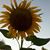 Lynne Anderson's profile image