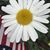 Judith Bartholomew Dahlin's profile image