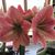 Laurie Reith Winship's profile image