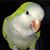 Allison Furlong's profile image