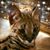 Lorre Smith-Lemire's profile image