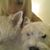 Antonia Rigopoulos's profile image
