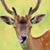 Laura Skoog's profile image
