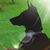 Missy Dallas's profile image