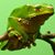 Francesco Masci's profile image