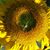 Elizabeth Hanson's profile image