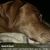 Darla R Davis's profile image