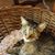 Carol Case's profile image