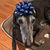 Elayne Fenning Bernstein's profile image