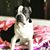Angela Ruth Rodgers's profile image