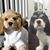 Christine Aiello's profile image