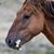 Susan Patrie's profile image