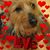 Guida Santos's profile image