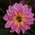Penny Mortemore's profile image
