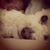 Sasha Cristiano's profile image