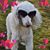 Julia Dye Congdon's profile image