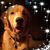 Denise Sanfilippo's profile image