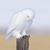 Deb Crook's profile image