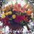 Tahnia Mendes's profile image