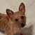 Sue Edwards Harrington Johnson's profile image